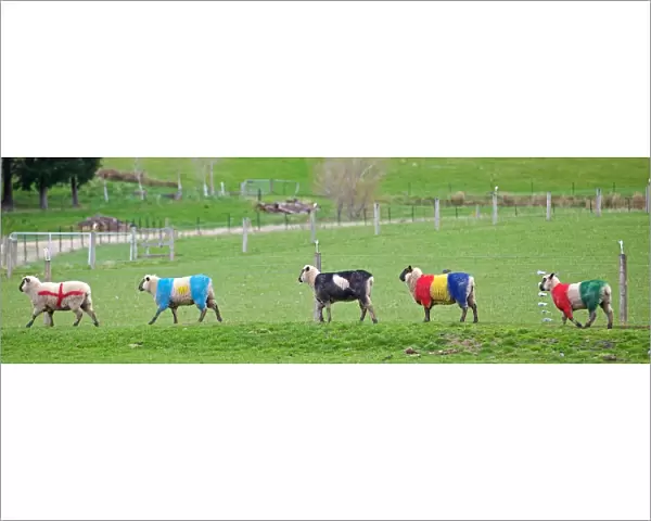 Sheep in team colours at the 2011 Rugby World Cup