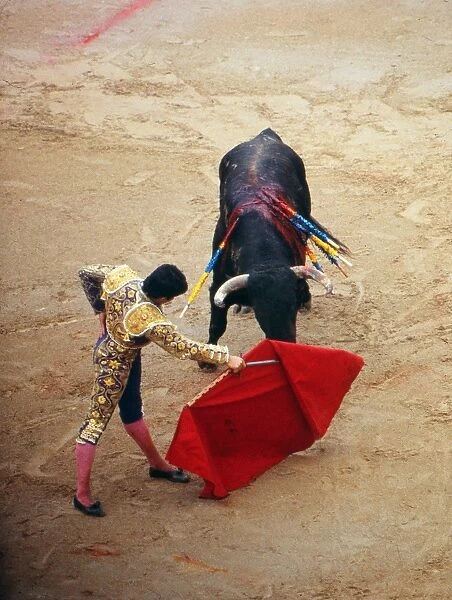 Bull Fighting : After running of the bulls through the streets of Pamplona
