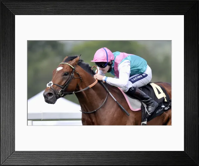 Framed Print : Frankel - 2011 St James Palace Stakes Framed Print : Frankel - 2011 St James Palace Stakes