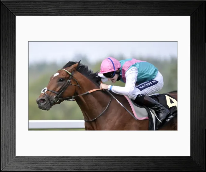 Framed Print : Frankel - 2011 St James Palace Stakes Framed Print : Frankel - 2011 St James Palace Stakes