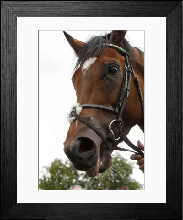 Framed Print : Frankel - 2011 Sussex Stakes Framed Print : Frankel - 2011 Sussex Stakes