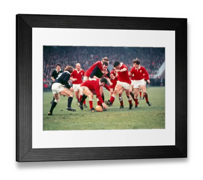 Framed Print : Wales face Scotland at Murrayfield - 1979 Five Nations Framed Print : Wales face Scotland at Murrayfield - 1979 Five Nations