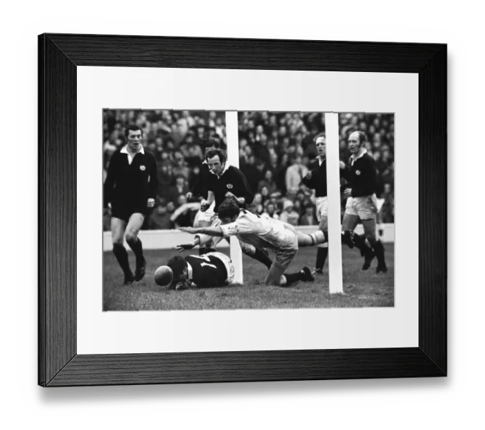 Framed Print : Scotlands Billy Steele and Chris Rea and Englands Fran Cotton dive on the ball - 1971 Five Nations Framed Print : Scotlands Billy Steele and Chris Rea and Englands Fran Cotton dive on the ball - 1971 Five Nations