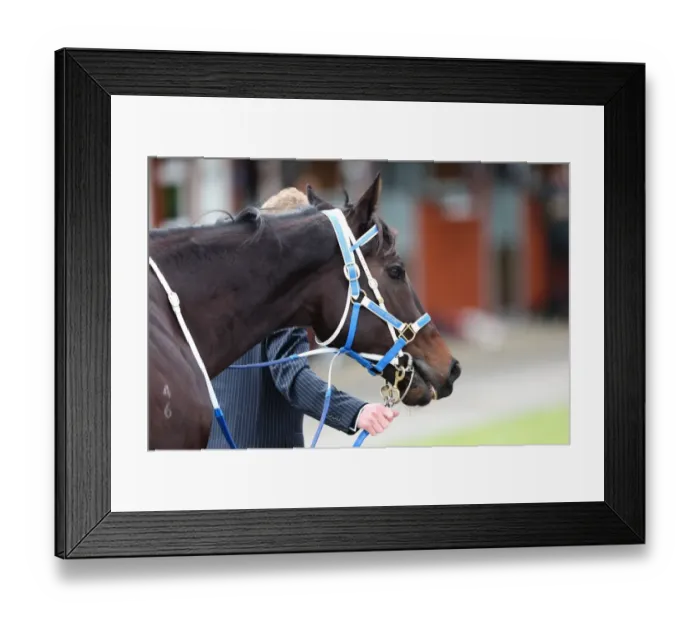 Framed Print : Black Caviar at Royal Ascot Framed Print : Black Caviar at Royal Ascot