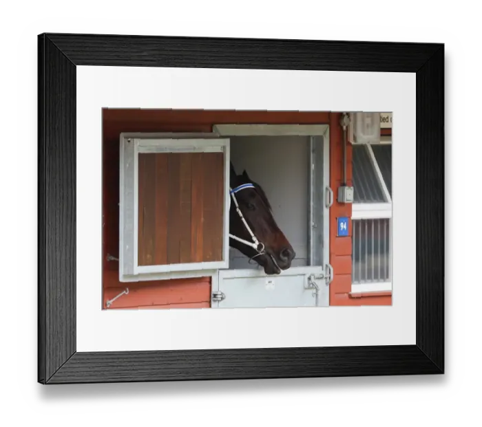 Framed Print : Black Caviar at Royal Ascot Framed Print : Black Caviar at Royal Ascot