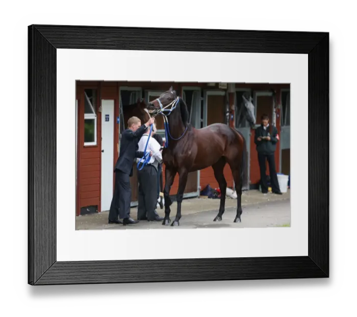 Framed Print : Black Caviar at Royal Ascot Framed Print : Black Caviar at Royal Ascot