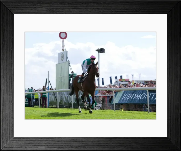 Framed Print : Frankel at the 2012 Ebor Festival Framed Print : Frankel at the 2012 Ebor Festival