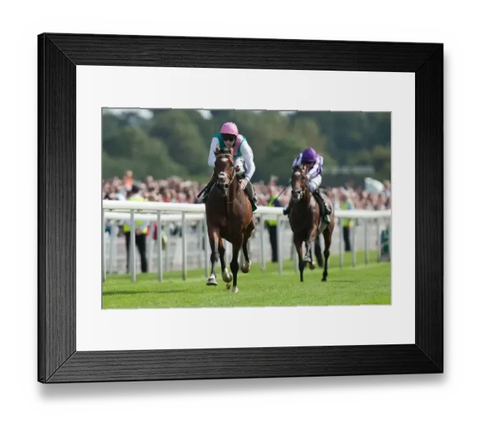Framed Print : Frankel at the 2012 Ebor Festival Framed Print : Frankel at the 2012 Ebor Festival