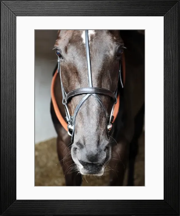 Framed Print : Denman. Horse Racing. Paul Nicholls Stable Media Visit Framed Print : Denman. Horse Racing. Paul Nicholls Stable Media Visit