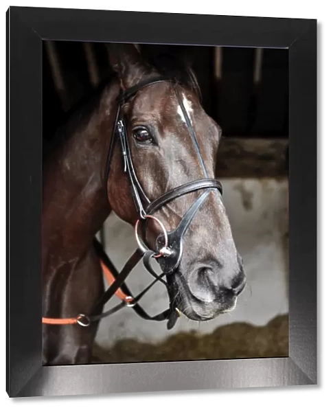 Denman. Horse Racing. Paul Nicholls Stable Media Visit