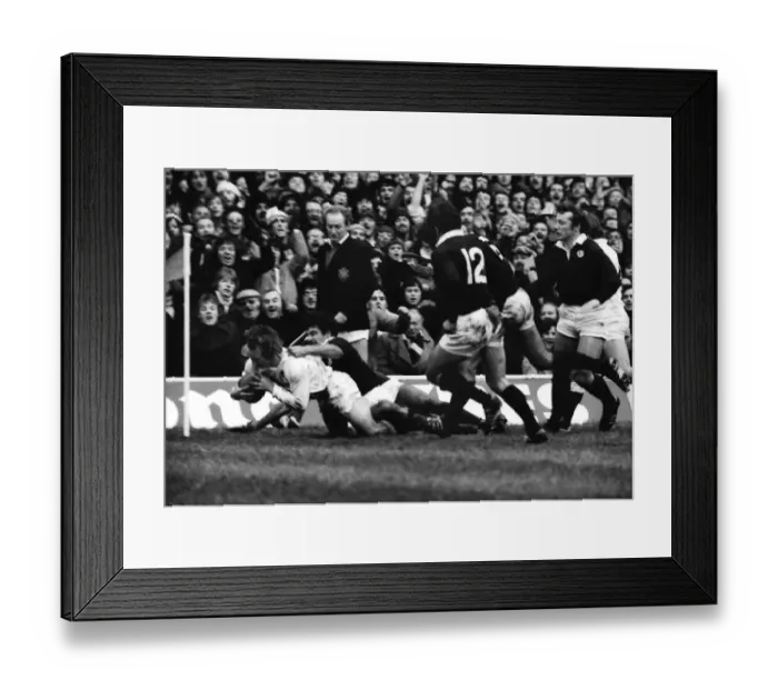 Framed Print : Englands Malcolm Young scores against Scotland - 1977 Five Nations Framed Print : Englands Malcolm Young scores against Scotland - 1977 Five Nations