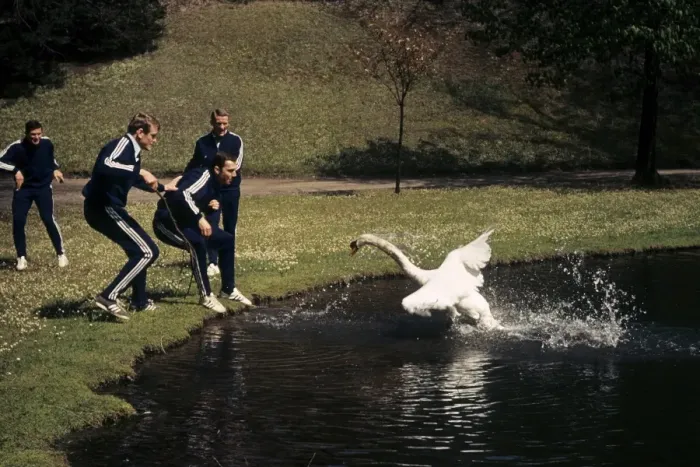 Framed Print : Bayern Munich players are attacked by an angry Swan before the 1967 Cup Winners Cup semi-final + Framed Print : Bayern Munich players are attacked by an angry Swan before the 1967 Cup Winners Cup semi-final +