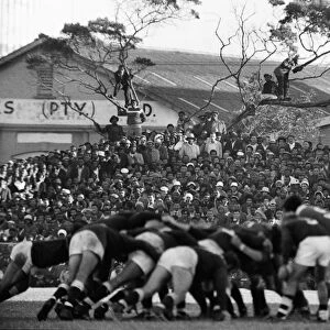 Fans in the trees in East London watch the British Lions in 1974