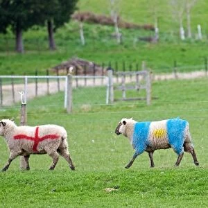 Sheep in team colours at the 2011 Rugby World Cup