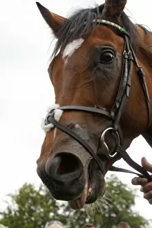 Images Dated 27th July 2011: Frankel - 2011 Sussex Stakes