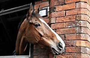 Horse Racing Collection: Kauto Star