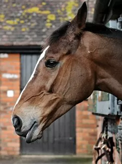 Images Dated 24th February 2010: Kauto Star