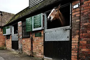 Images Dated 24th February 2010: Kauto Star